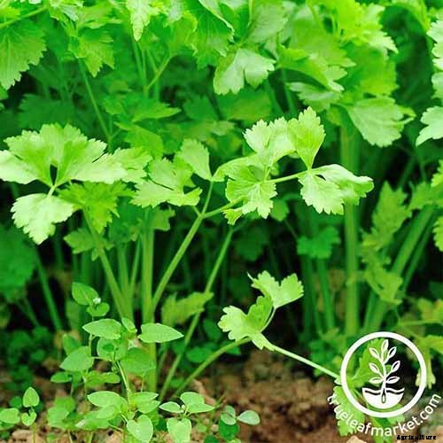 How to Grow Celery, a Marshland Plant Turned Tasty Veggie