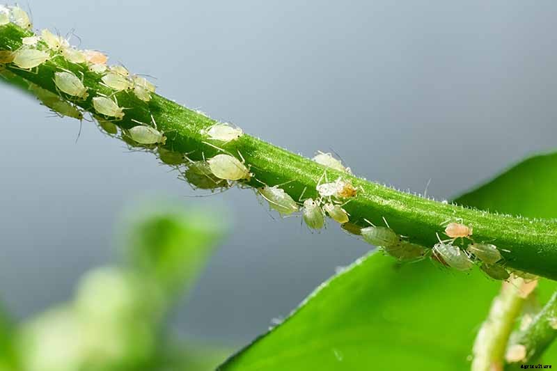 How to Grow Celery, a Marshland Plant Turned Tasty Veggie
