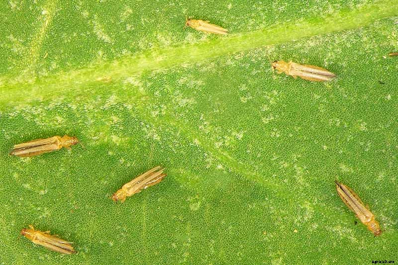 How to Grow Celery, a Marshland Plant Turned Tasty Veggie