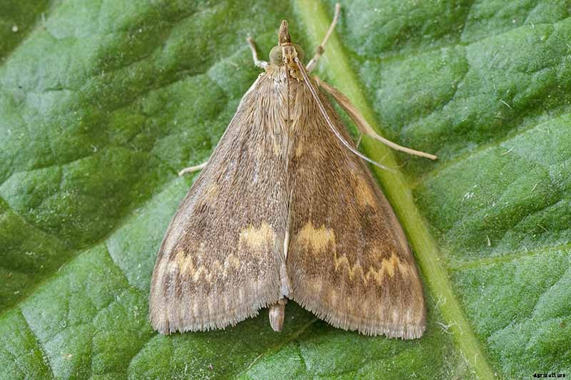 How to Grow Celery, a Marshland Plant Turned Tasty Veggie