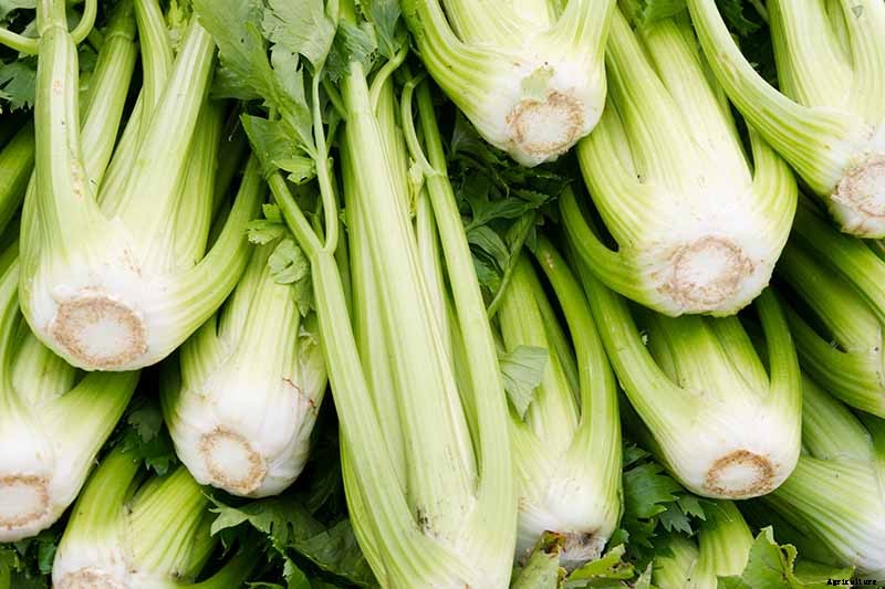 How to Grow Celery, a Marshland Plant Turned Tasty Veggie