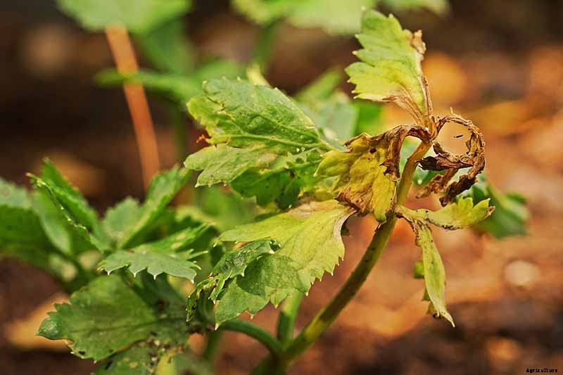 How to Grow Celery, a Marshland Plant Turned Tasty Veggie