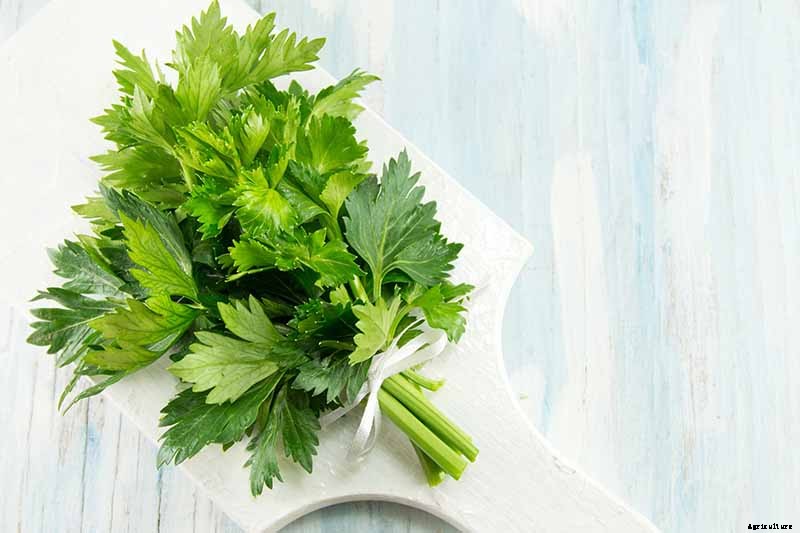 How to Grow Celery, a Marshland Plant Turned Tasty Veggie