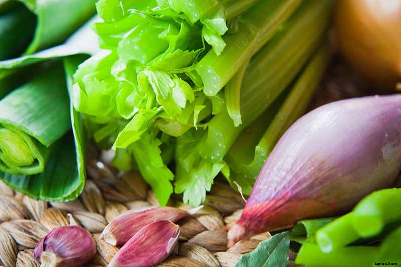 How to Grow Celery, a Marshland Plant Turned Tasty Veggie