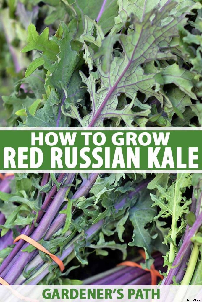 How to Grow Sweet and Tender Red Russian Kale