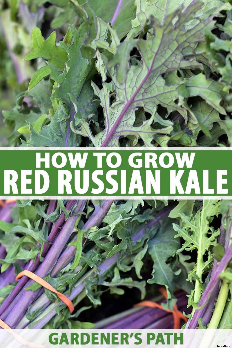 How to Grow Sweet and Tender Red Russian Kale