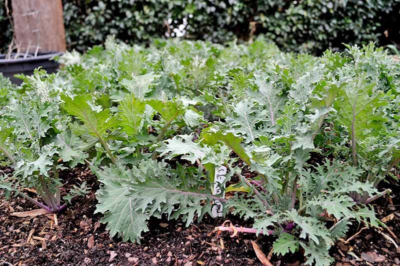 How to Grow Sweet and Tender Red Russian Kale