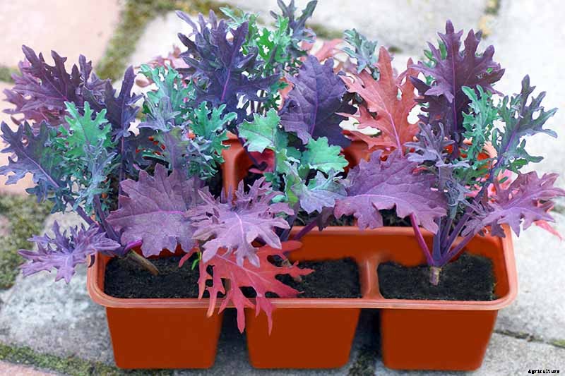 How to Grow Sweet and Tender Red Russian Kale