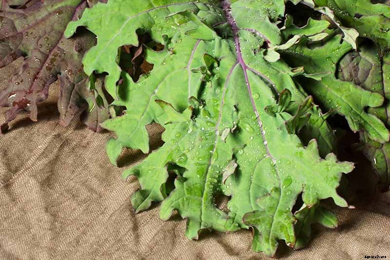 How to Grow Sweet and Tender Red Russian Kale
