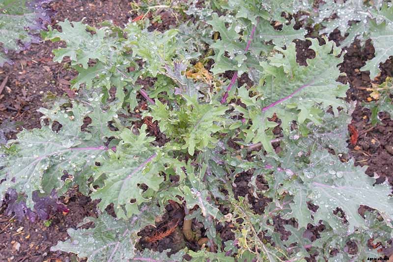 How to Grow Sweet and Tender Red Russian Kale