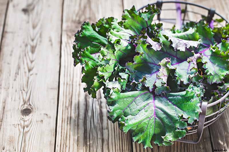 How to Grow Sweet and Tender Red Russian Kale