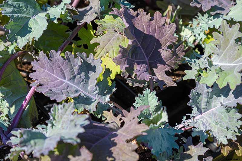 How to Grow Sweet and Tender Red Russian Kale