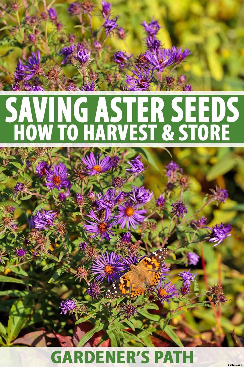 When and How to Save Native Perennial Aster Seeds