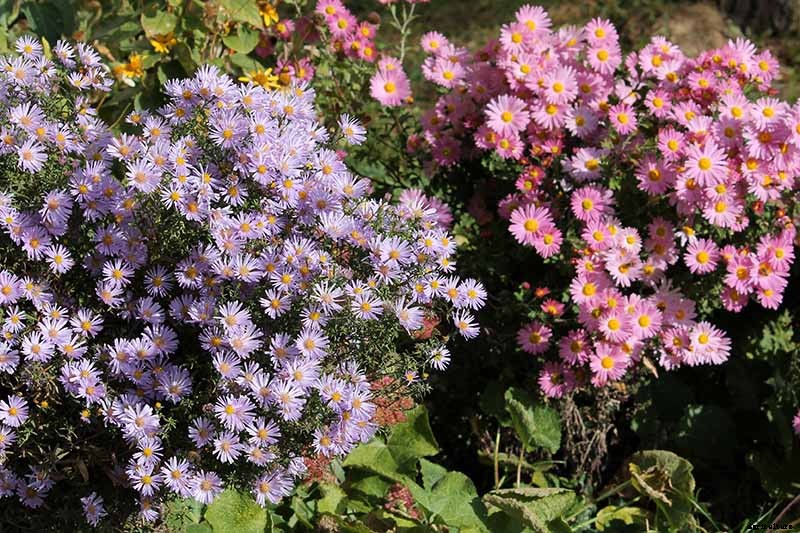 When and How to Save Native Perennial Aster Seeds