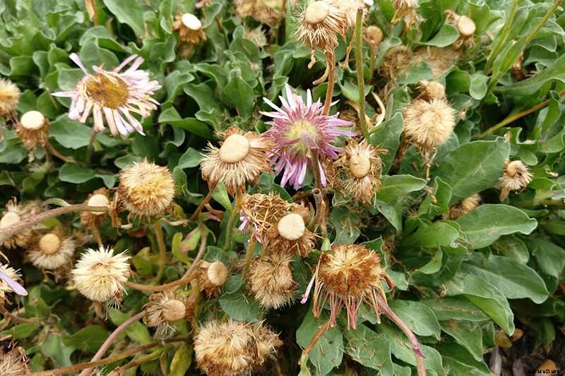 When and How to Save Native Perennial Aster Seeds
