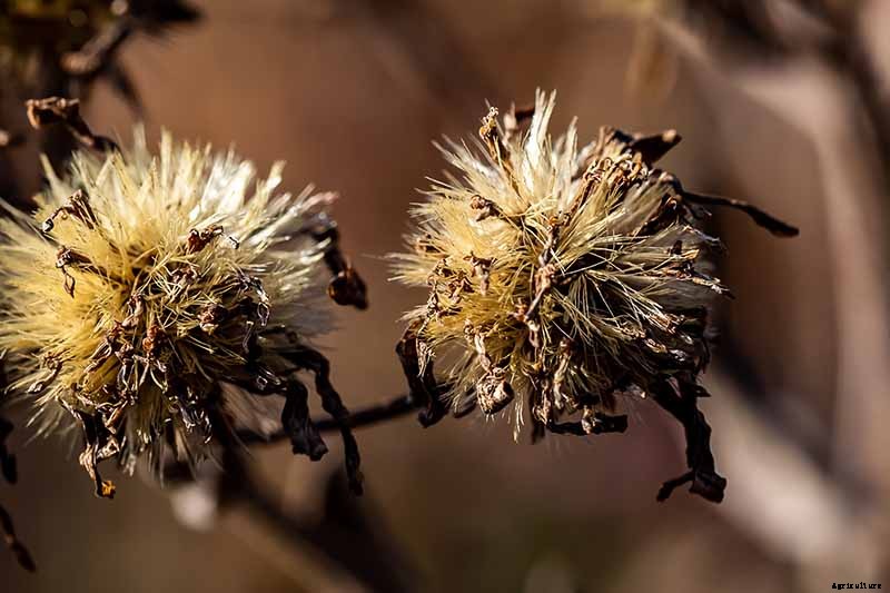 When and How to Save Native Perennial Aster Seeds