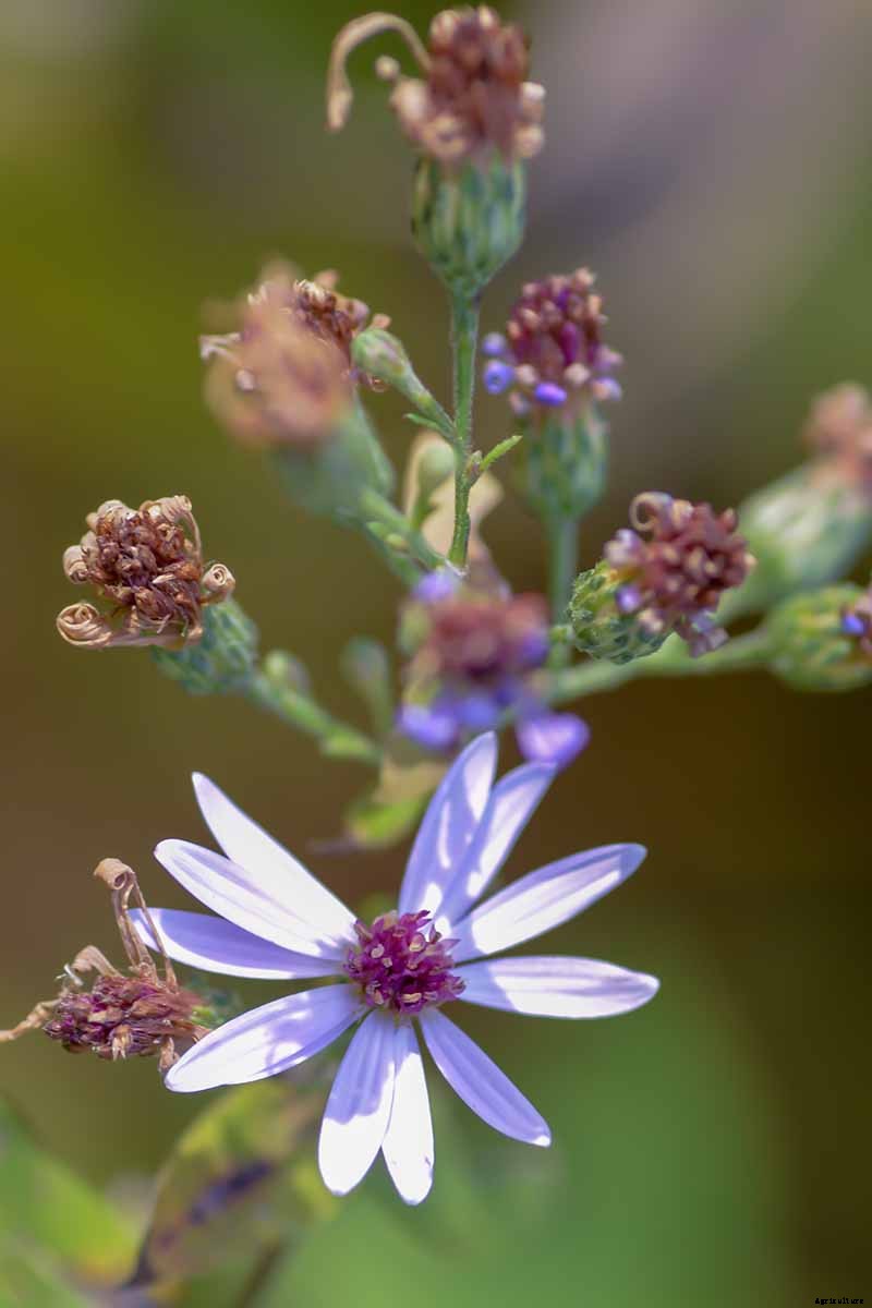 When and How to Save Native Perennial Aster Seeds