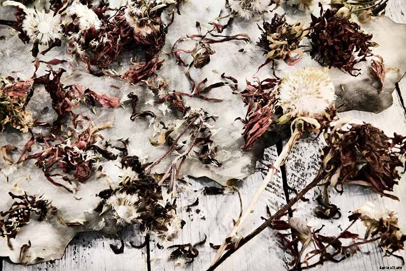 When and How to Save Native Perennial Aster Seeds