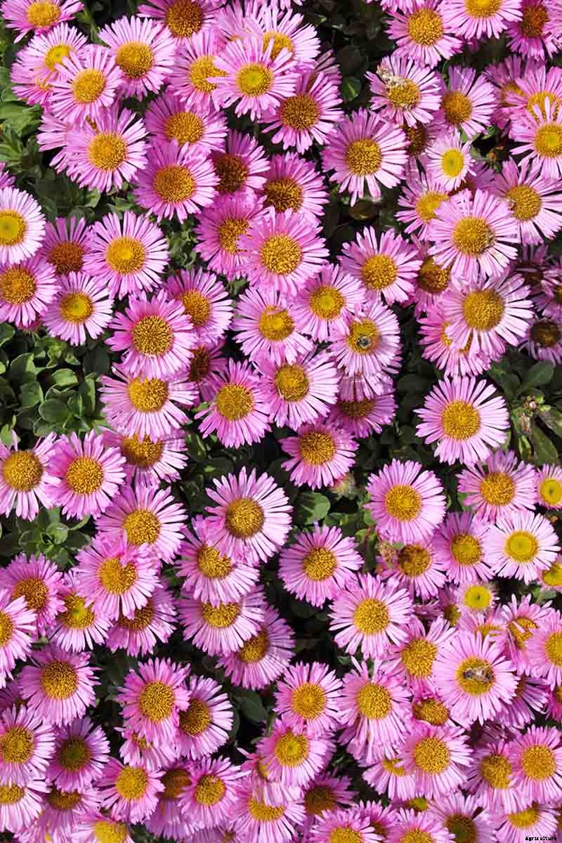 When and How to Save Native Perennial Aster Seeds