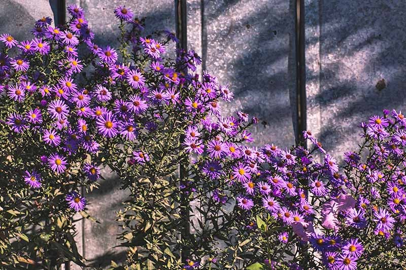 When and How to Save Native Perennial Aster Seeds