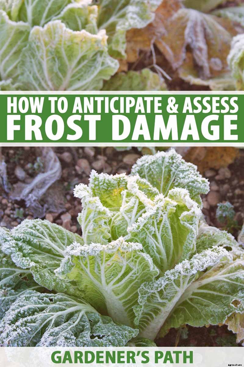 Anticipating and Assessing Frost Damage in the Fall Vegetable Garden