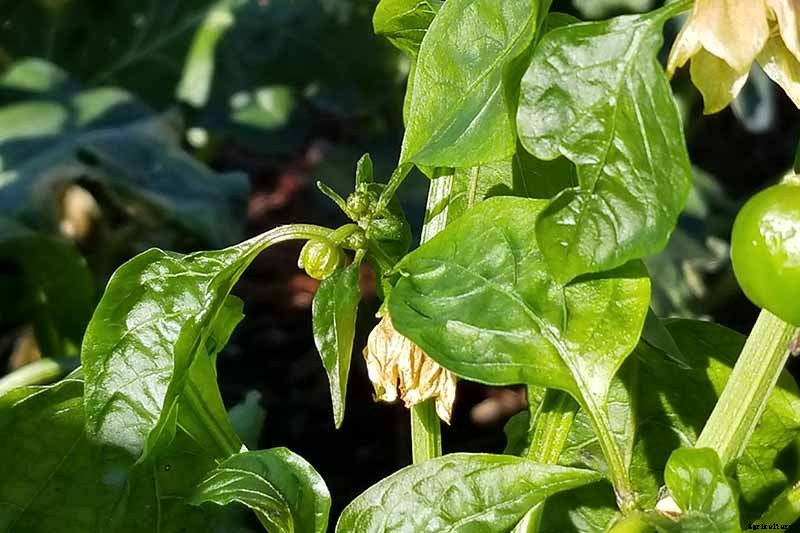 Anticipating and Assessing Frost Damage in the Fall Vegetable Garden