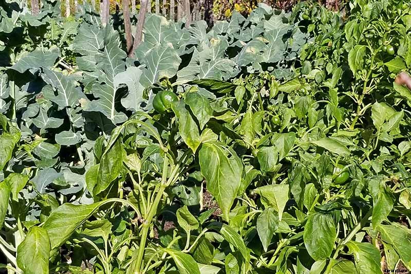 Anticipating and Assessing Frost Damage in the Fall Vegetable Garden