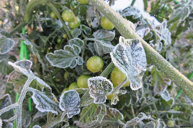 Anticipating and Assessing Frost Damage in the Fall Vegetable Garden