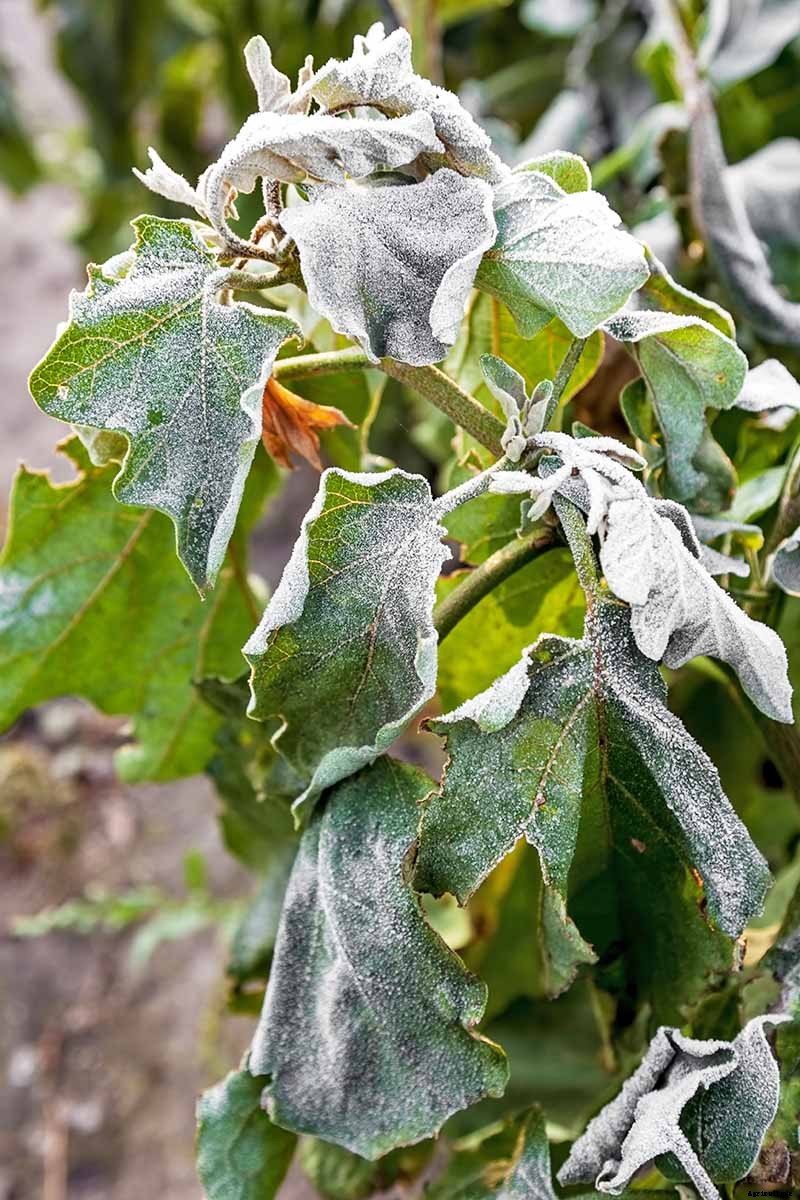 Anticipating and Assessing Frost Damage in the Fall Vegetable Garden
