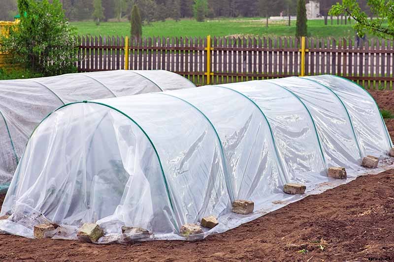 Anticipating and Assessing Frost Damage in the Fall Vegetable Garden