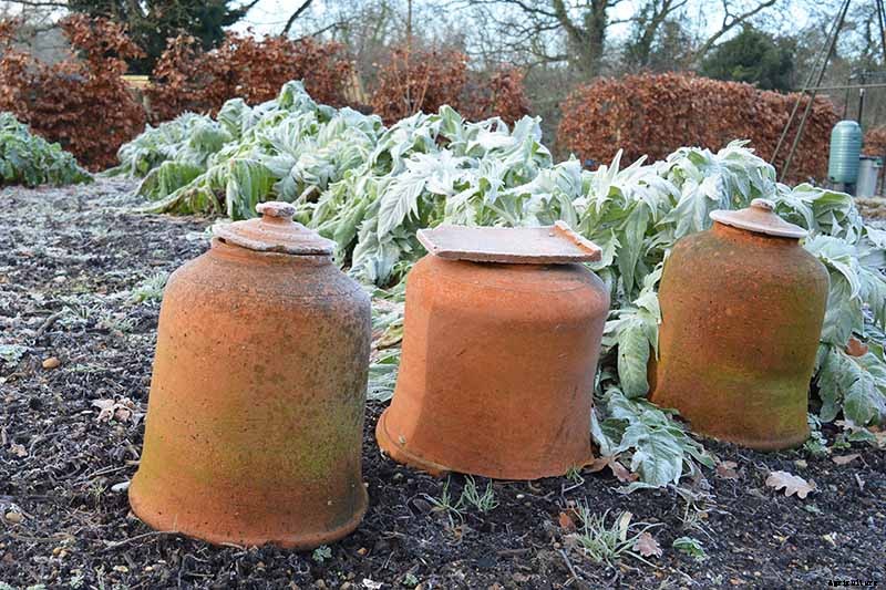 Anticipating and Assessing Frost Damage in the Fall Vegetable Garden