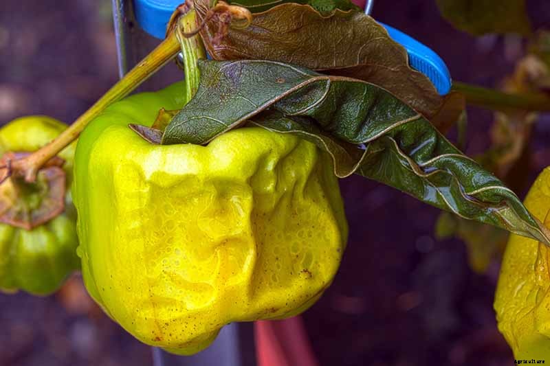 Anticipating and Assessing Frost Damage in the Fall Vegetable Garden