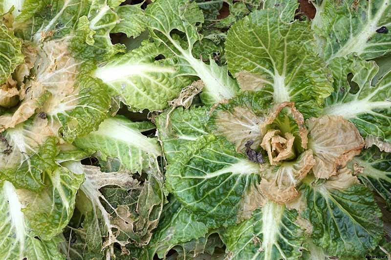 Anticipating and Assessing Frost Damage in the Fall Vegetable Garden