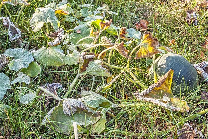 Anticipating and Assessing Frost Damage in the Fall Vegetable Garden