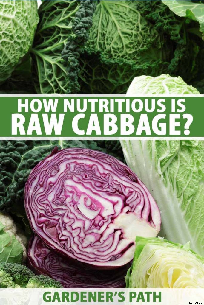 How Nutritious Is Raw Cabbage?