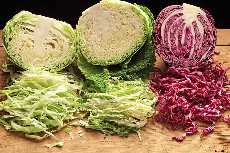 How Nutritious Is Raw Cabbage?