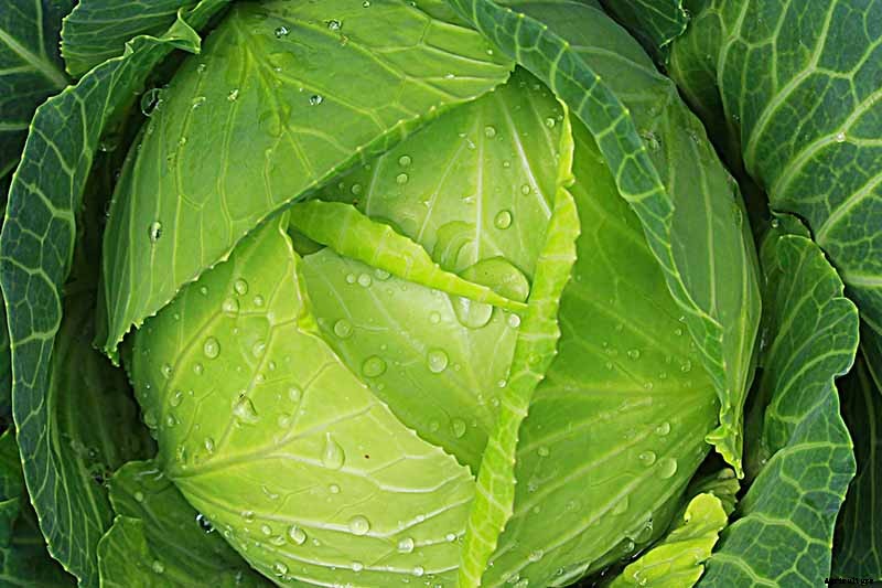 How Nutritious Is Raw Cabbage?
