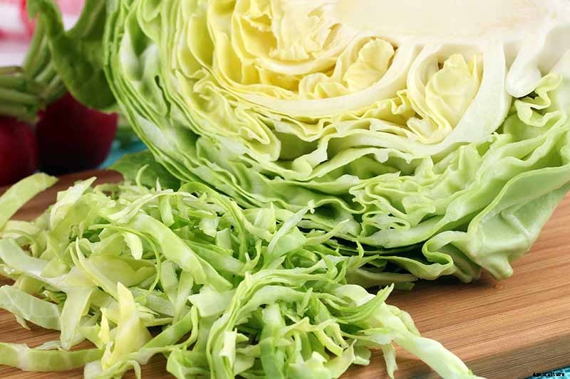 How Nutritious Is Raw Cabbage?