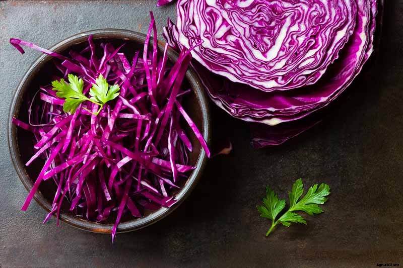 How Nutritious Is Raw Cabbage?