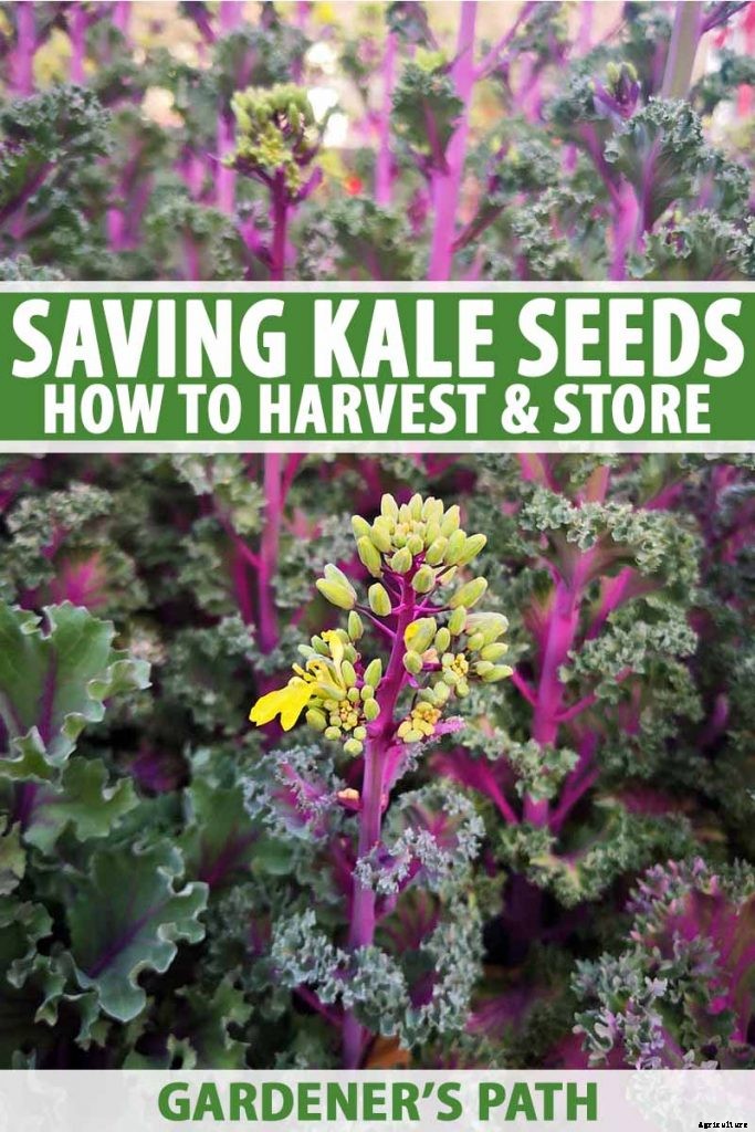 How to Harvest and Store Kale Seeds