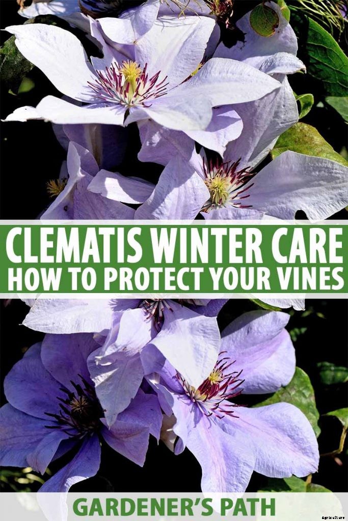 Guide to Clematis Winter Care: Protect Your Vines from Freezing and Frost