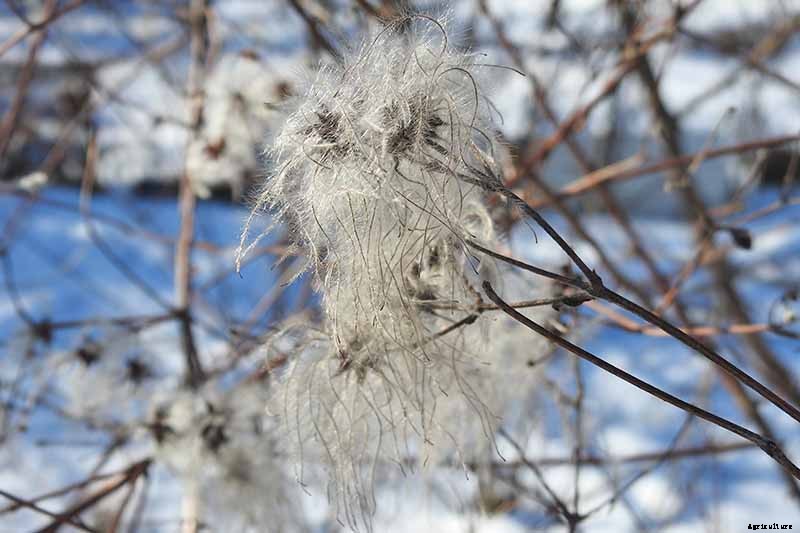 Guide to Clematis Winter Care: Protect Your Vines from Freezing and Frost