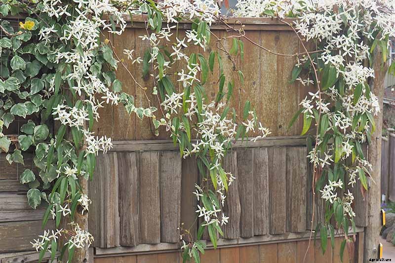 Guide to Clematis Winter Care: Protect Your Vines from Freezing and Frost