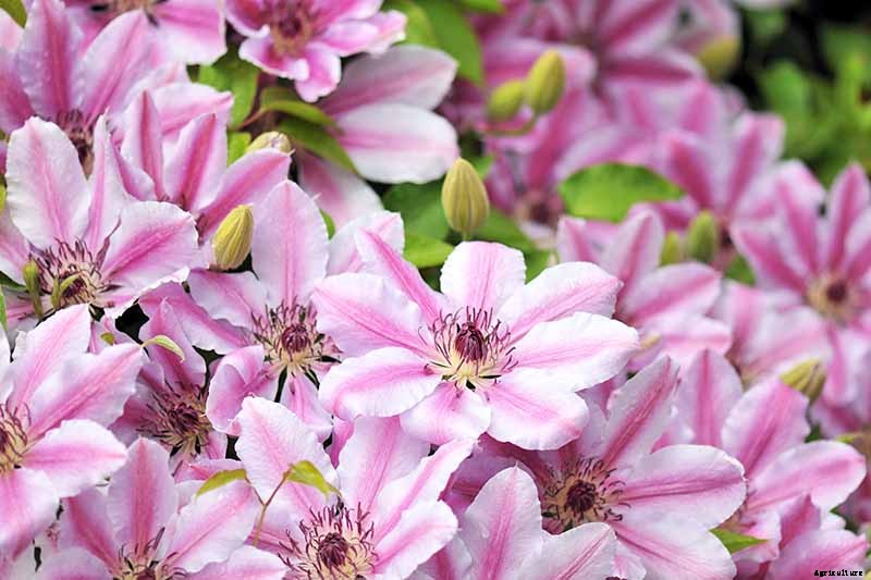 Guide to Clematis Winter Care: Protect Your Vines from Freezing and Frost