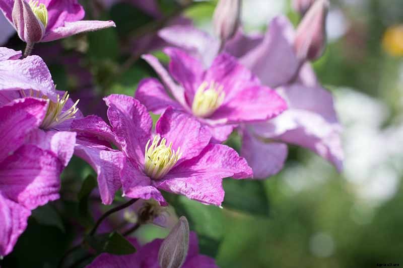 Guide to Clematis Winter Care: Protect Your Vines from Freezing and Frost
