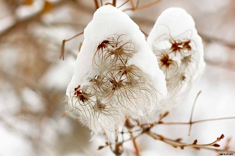 Guide to Clematis Winter Care: Protect Your Vines from Freezing and Frost