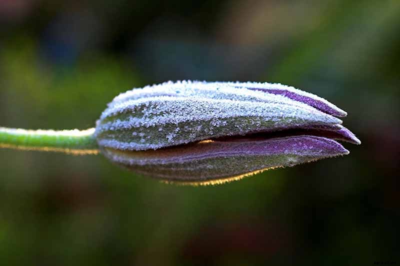 Guide to Clematis Winter Care: Protect Your Vines from Freezing and Frost