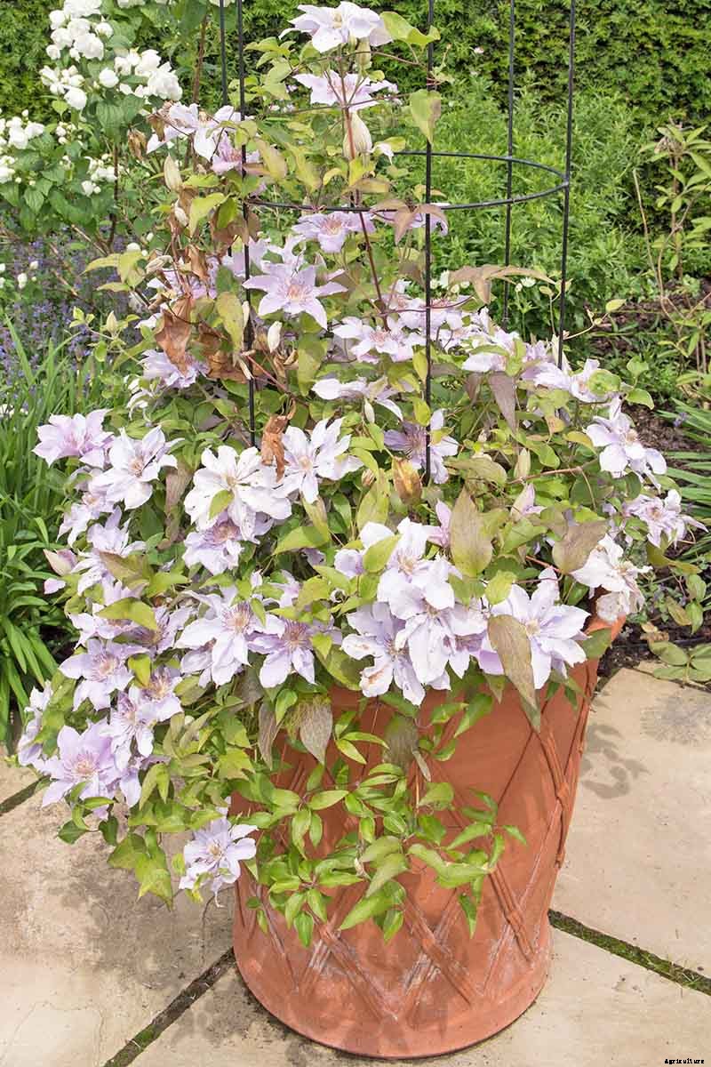 Guide to Clematis Winter Care: Protect Your Vines from Freezing and Frost