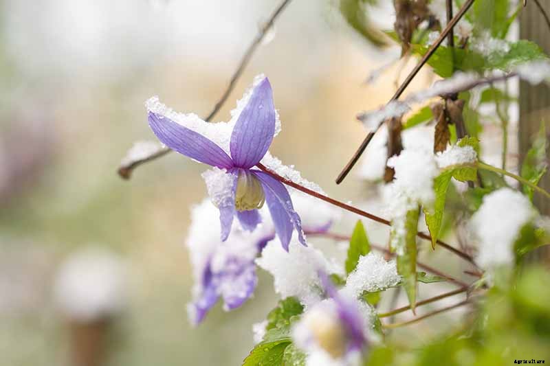 Guide to Clematis Winter Care: Protect Your Vines from Freezing and Frost