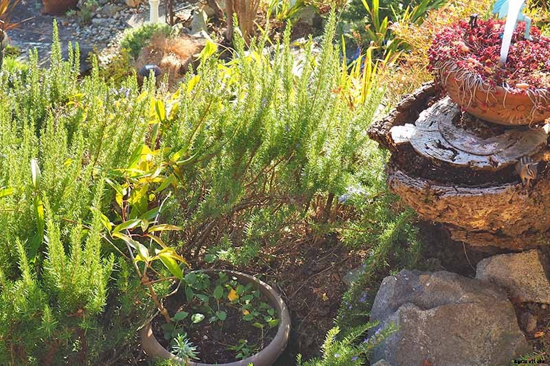 Guide to Clematis Winter Care: Protect Your Vines from Freezing and Frost